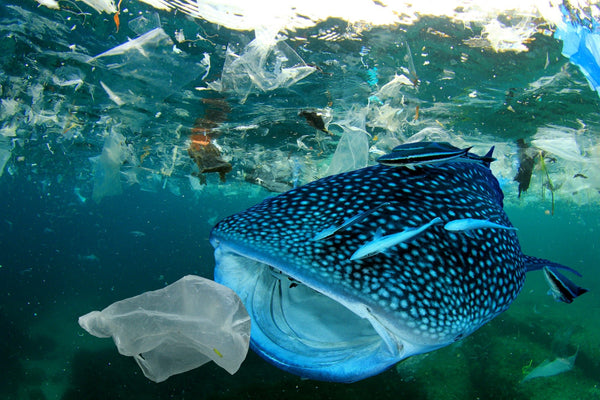 VOYA Pledge Stop 2 million Plastic Bottles Entering the Ocean - VOYA Organic Beauty